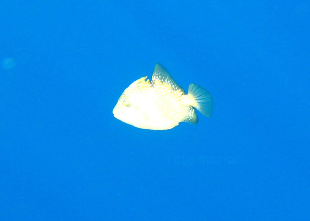 juvenile di Balistes capriscus